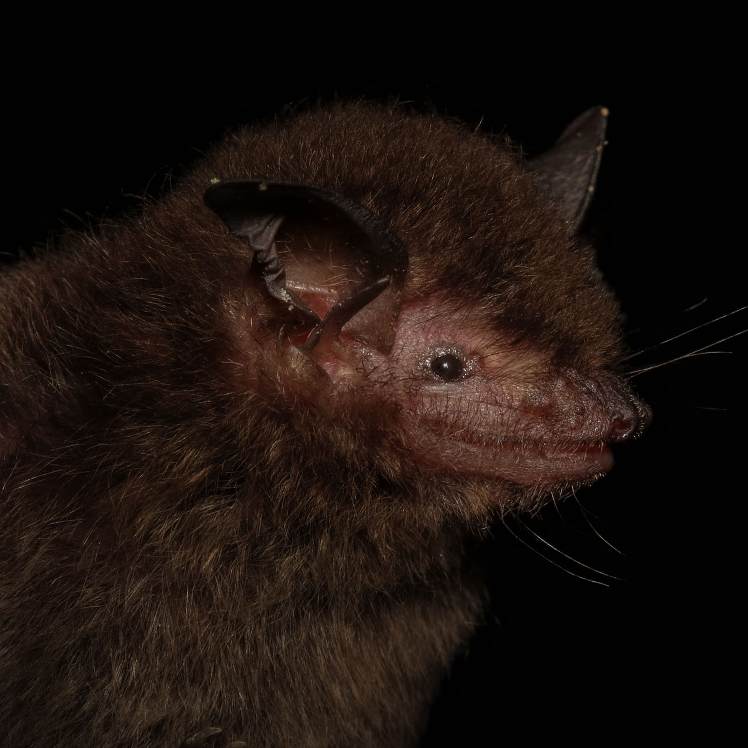 Pesquisadores da Fiocruz Mata Atlântica descobrem nova espécie de morcego no Brasil